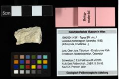 Foto (Objekt + Etiketten) von Coelopus hoheneggeri (Moericke, 1889)